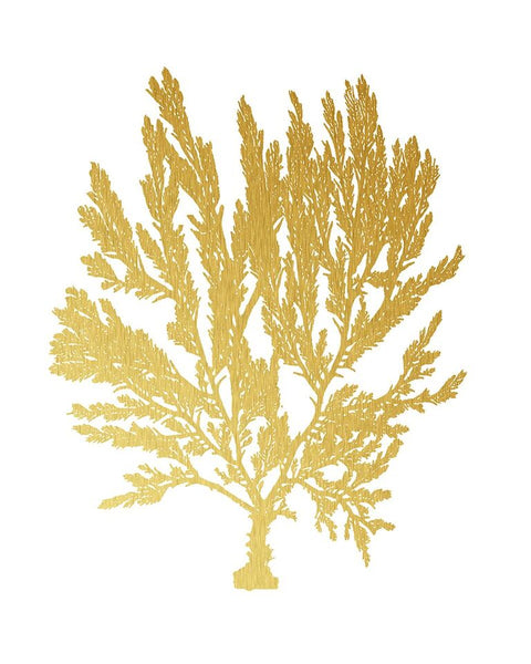 Blush Coral IV