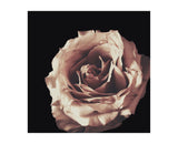 January Rose