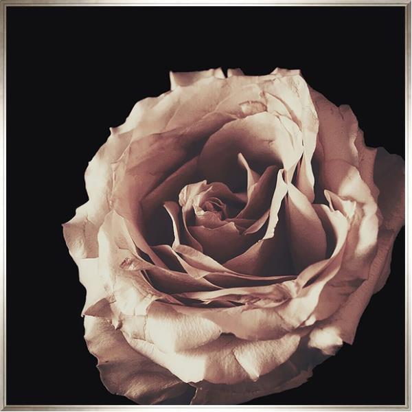 January Rose