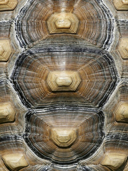 Carapaced Motif VI