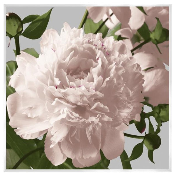 Vintage Florals C