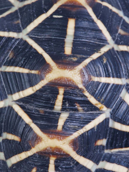 Carapaced Motif I